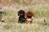 KING CHARLES SPANIEL 167